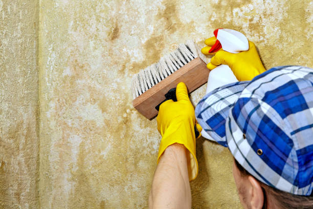  Peculiar, MO Mold Removal Pros